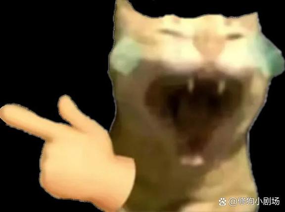 猫meme表情包视频