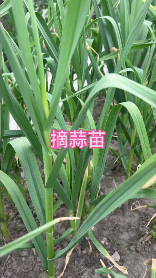 蒜苗长大了是蒜苔吗
