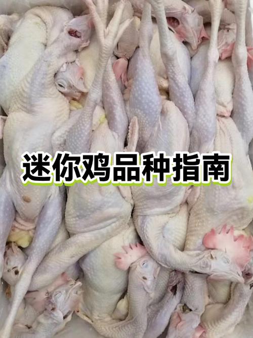 迷你世界怎么抓鸡自己养