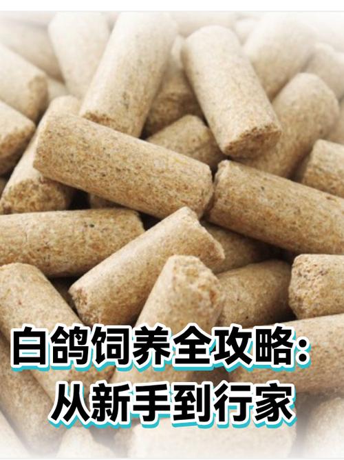 新手养鸽子怎么养 新手养鸽子怎么养