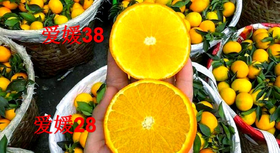 红美人和橙子有什么区别