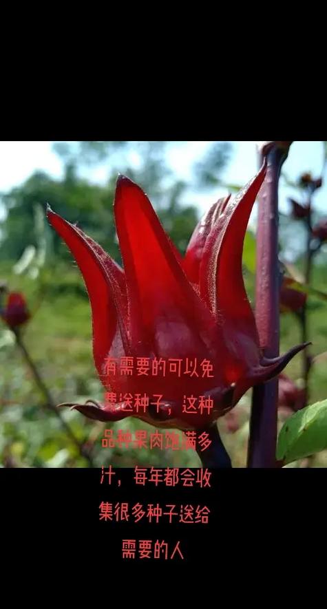 玫瑰茄的正确喝法