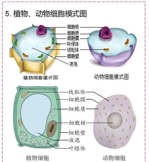 细胞结构有哪些 细胞结构有哪些