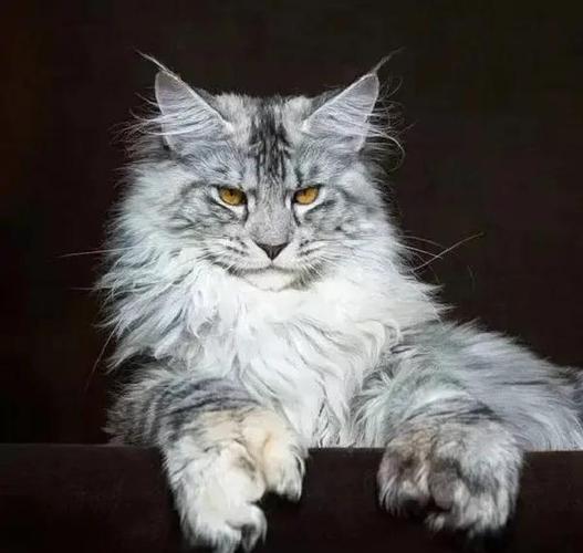 不纯种的缅因猫图片