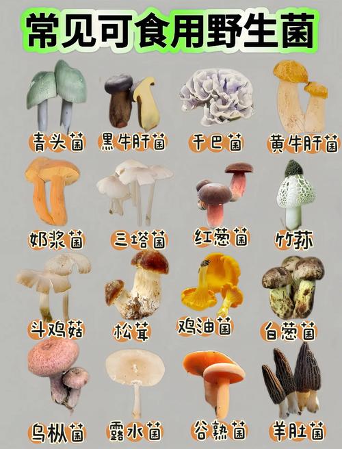 野生蘑菇识别大全图片