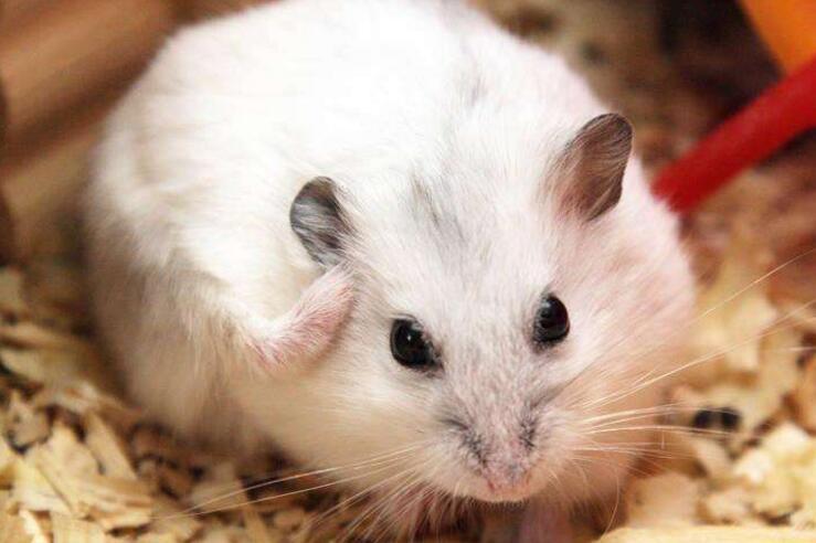 仓鼠会被饿死吗