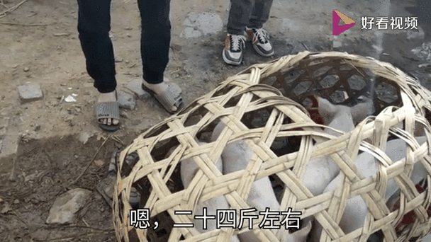 小猪现在市场价格怎样