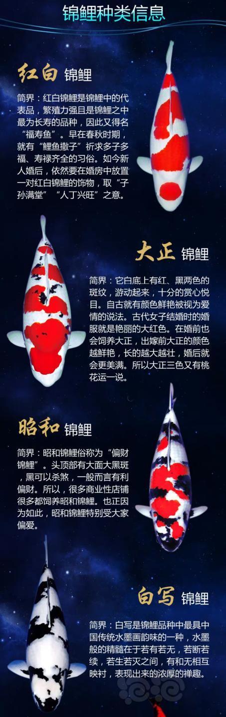 锦鲤品种大全及图解