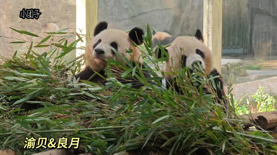 熊猫渝贝为什么不展出截图2
