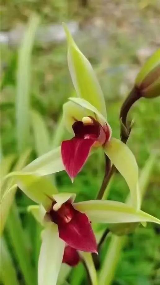 兰花是什么花