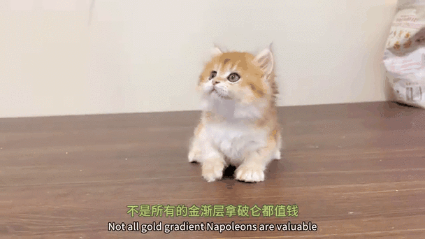 猫越小越贵还是越大越贵