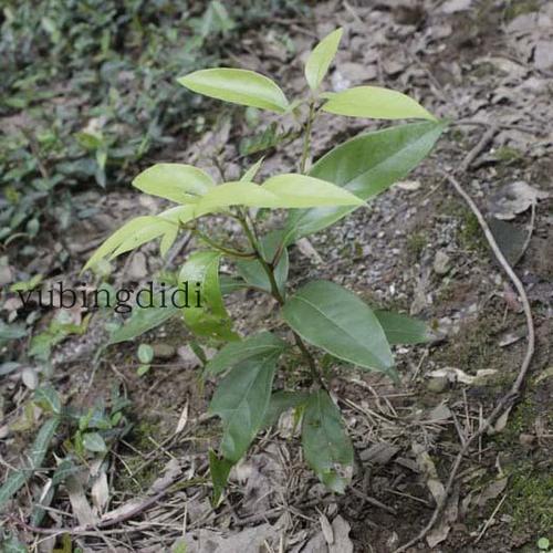 树木发芽时候卖树有什么好处吗