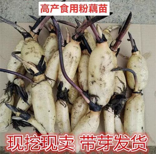 莲藕苗哪里有卖 莲藕苗哪里有卖