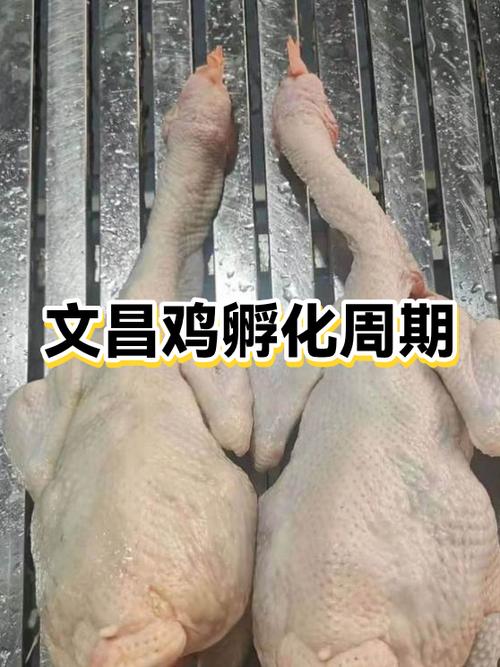 鸡生物蛋图鉴一览表