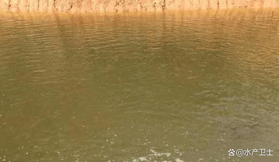 鱼塘黄泥水浑浊怎么办
