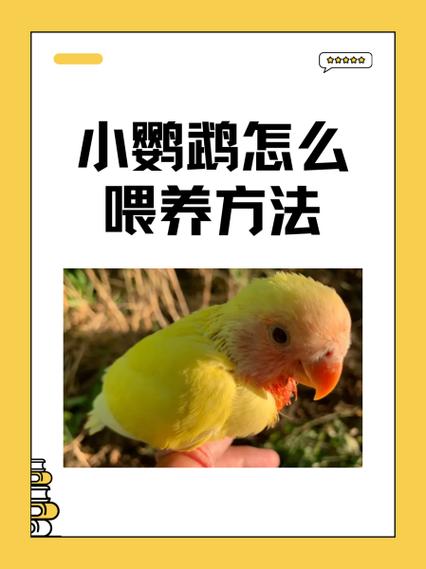 鹦鹉的喂养方法和技巧