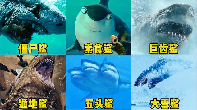 无头鲨鱼图片 无头鲨鱼图片