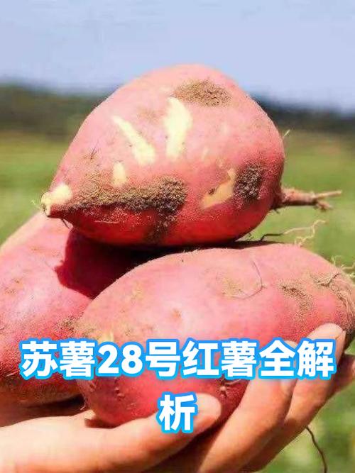 苏28红薯优缺点
