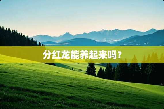 什么时间容易合成分红龙