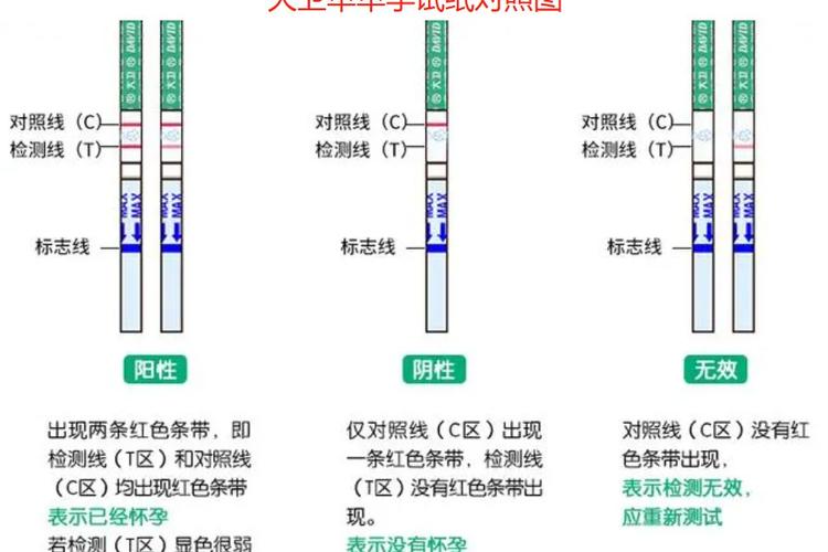 大卫验孕试纸图解图