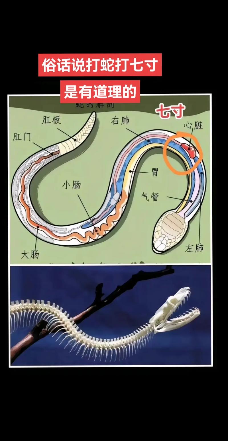 蛇打七寸最佳答案生肖