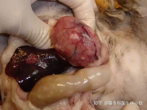 猫传腹症状