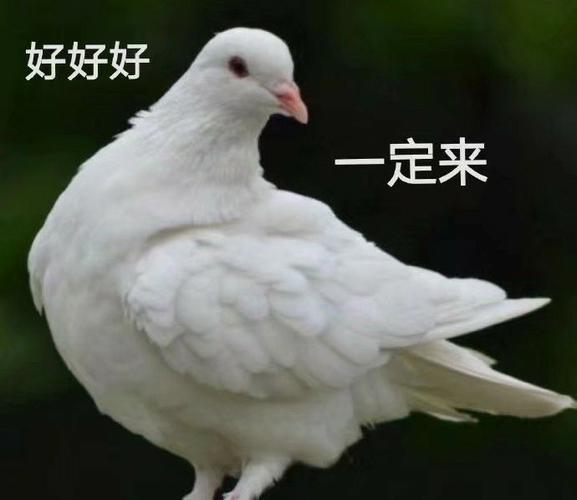 放鸽子表情包