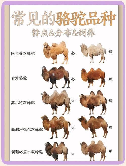骆驼在哪里