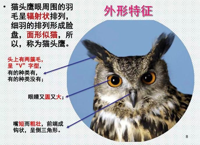 猫头鹰品种一览表