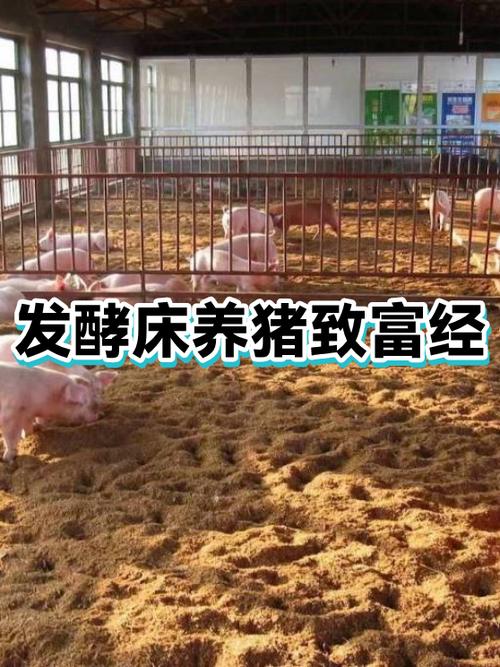 致富经养殖养猪
