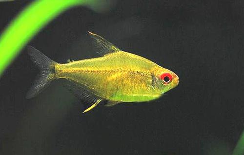 南美水族北京版截图1