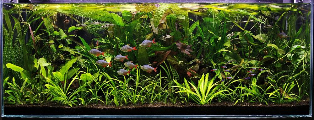 南美水族北京版截图3