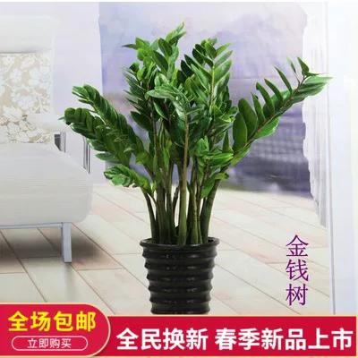 摇钱树树苗怎么种攻略截图2