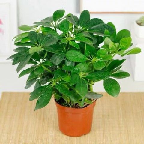 摇钱树树苗怎么种攻略截图3