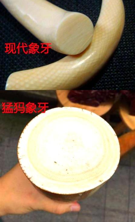 猛犸象牙手串真假图片对比