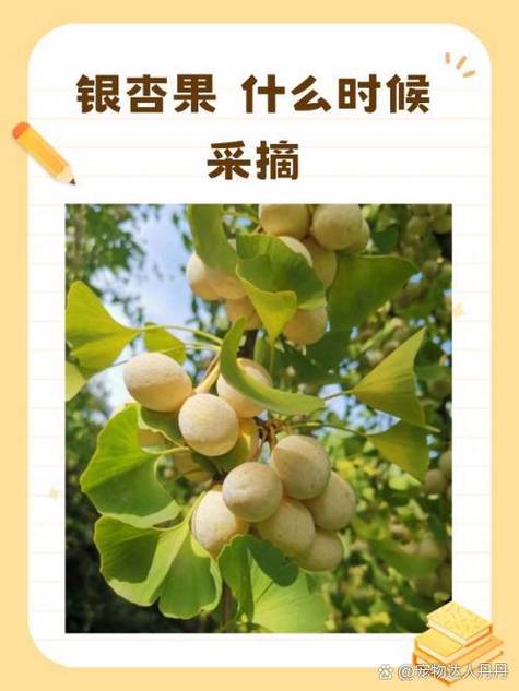 自己摘的白果怎么处理 自己摘的白果怎么处理