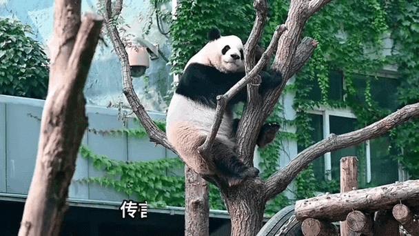 熊猫赚钱