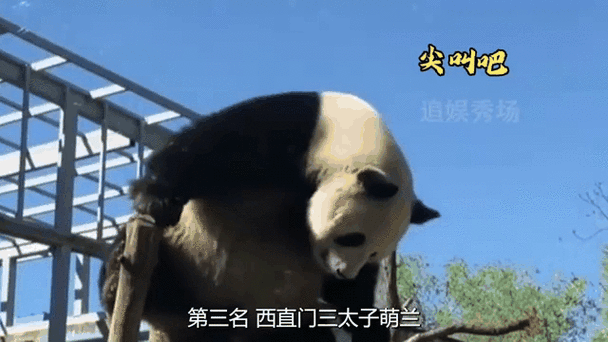 熊猫赚钱截图3