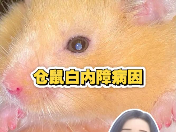 仓鼠眼睛发白是瞎了吗