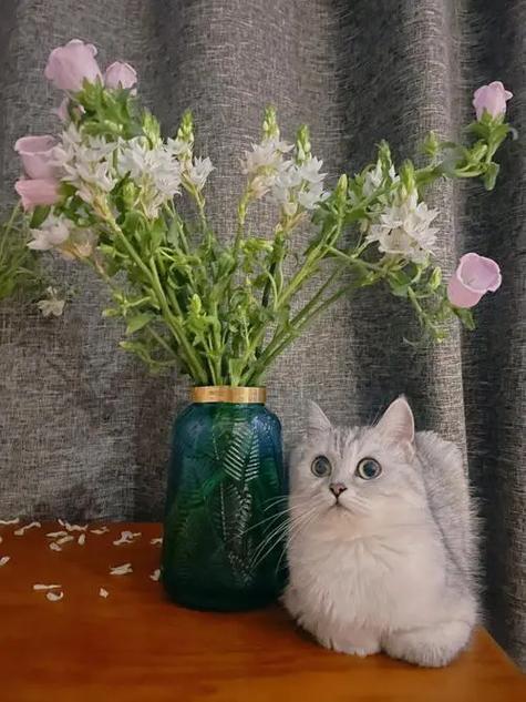 什么东西对猫是剧毒