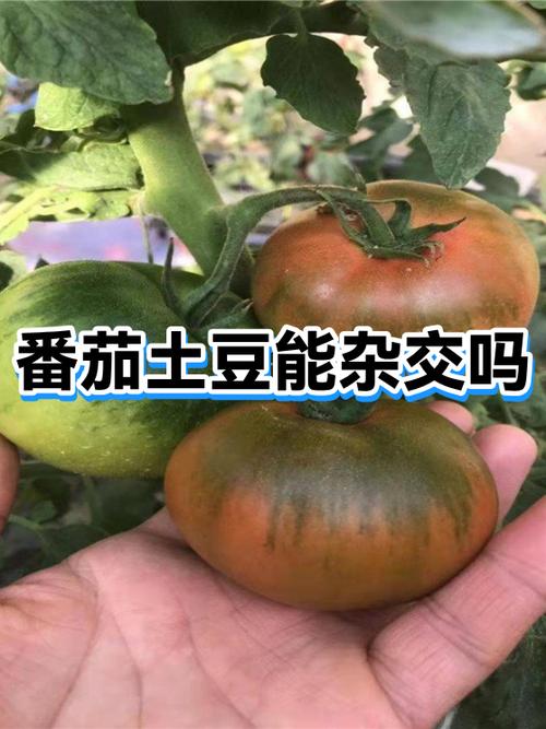 番茄土豆app怎么用