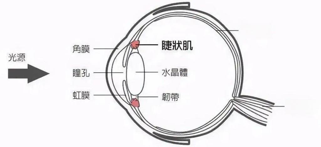 散瞳验光和不散瞳验光的区别