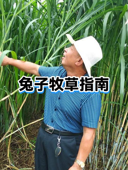 小兔子常喂什么草好