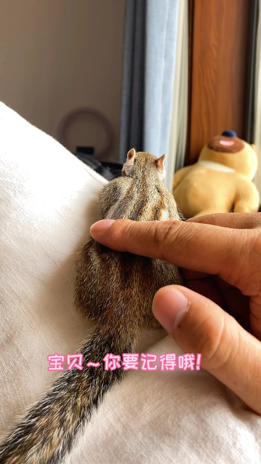 小松鼠小说乖乖免费阅读
