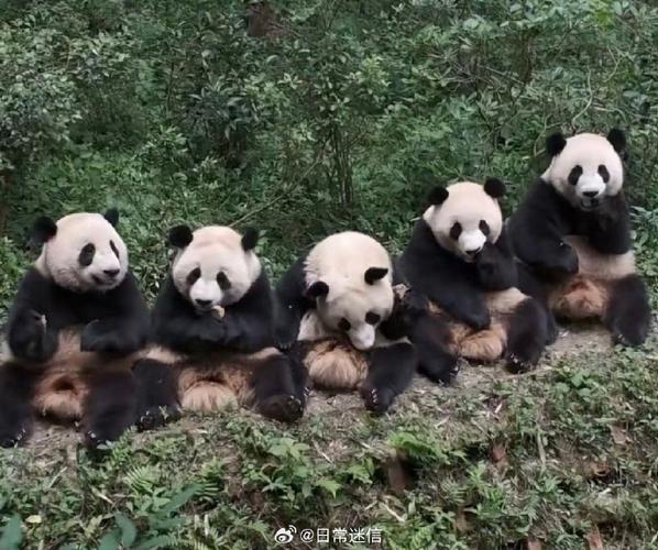 大熊猫全国有多少只