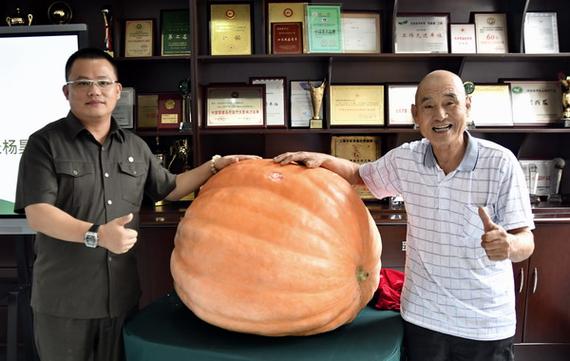 给别人送南瓜