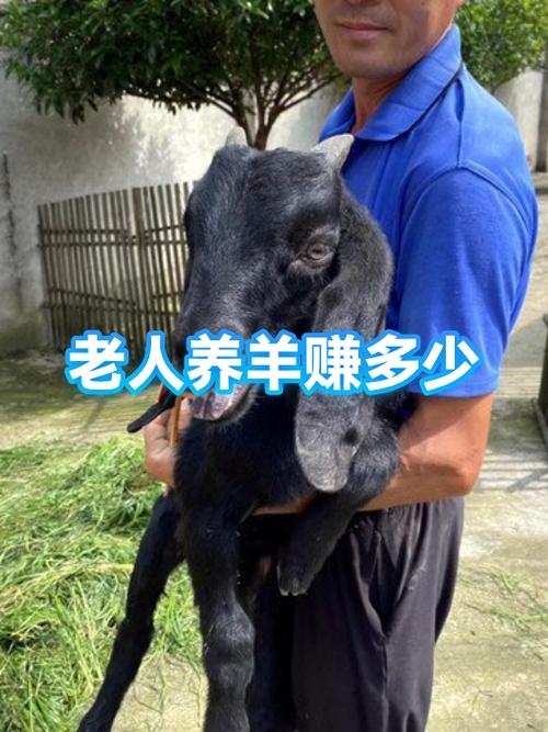养羊一年能赚多少钱 养羊一年能赚多少钱