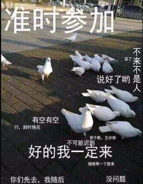 鸽子表情 鸽子表情