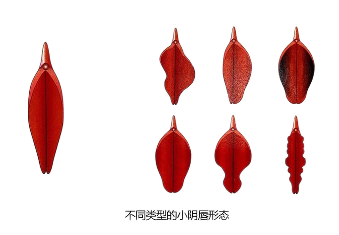 shape是什么意思中文