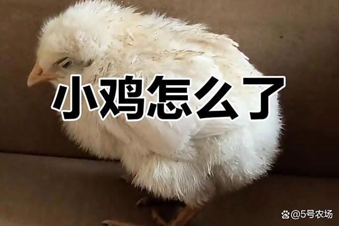如何不让小鸡去朋友庄园偷吃